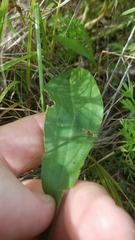 Echinacea atrorubens