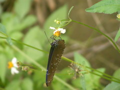 Euploea mulciber barsine