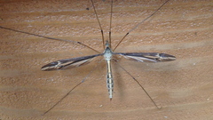Tipula caloptera