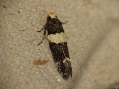 Recurvaria leucatella