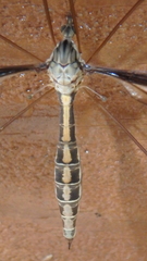 Tipula caloptera
