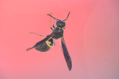 Ancistrocerus unifasciatus
