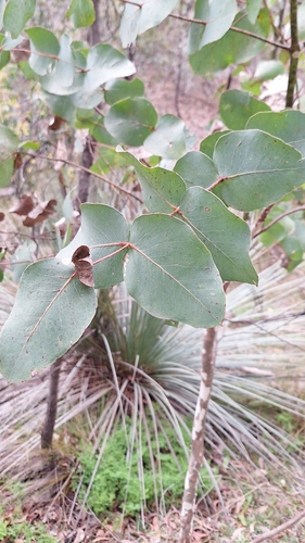 Image of Eucalyptus leucoxylon by no rights reserved