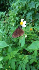 Euploea eunice hobsoni