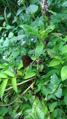 Euploea mulciber barsine