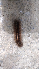 Creatonotos