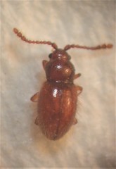Salltius ruficeps