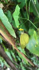 Eurema blanda arsakia