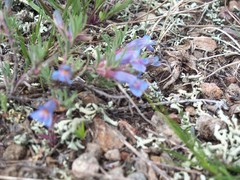 Penstemon crandallii