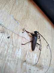 Juiaparus batus
