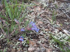 Penstemon crandallii
