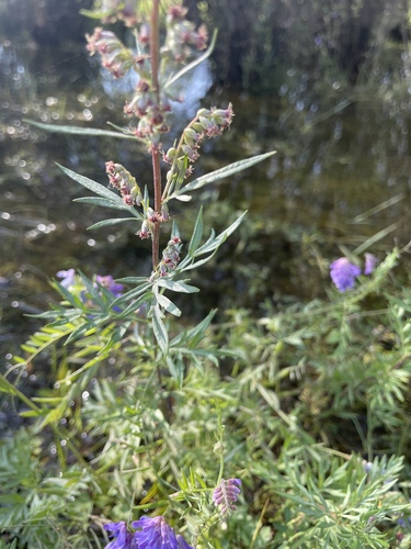 Artemisia mongolica iNat (2)