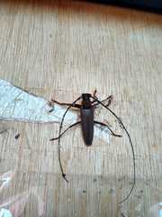 Juiaparus batus