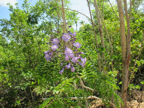 Jacaranda caerulea