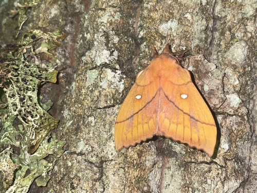 Odonestis pruni