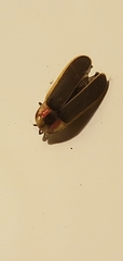 Photinus carolinus