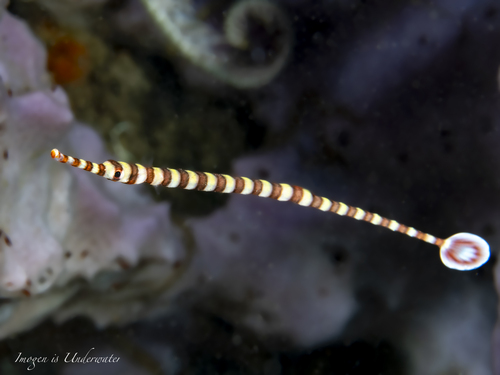 Winged Pipefish