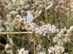 Satyrium sylvinus desertorum