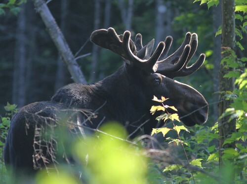 Moose photographed in Maine
