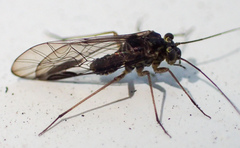 Mesopsocus immunis
