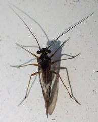 Mesopsocus immunis