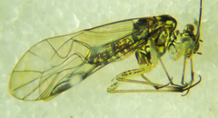 Mesopsocus immunis