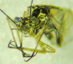 Mesopsocus immunis