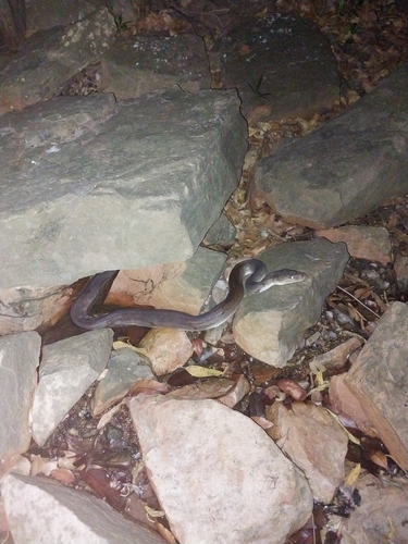 Olive Python sighting