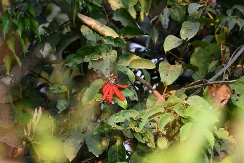Image of Passiflora miniata by (c) Vincent A. Vos, some rights reserved (CC BY)
