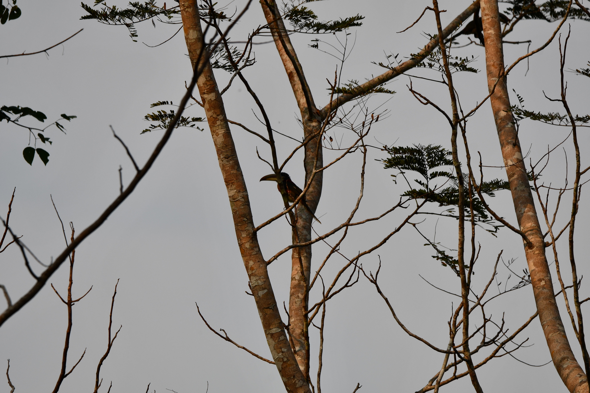 Curl-crested Aracari (Pteroglossus beauharnaisii), photo 8