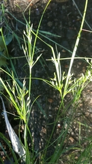 Juncus occidentalis