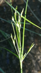 Juncus occidentalis