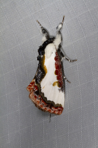 Pearly Wood-nymph photo 5