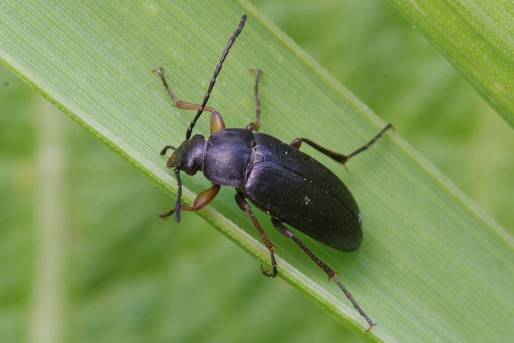 Cteniopus sulphuripes