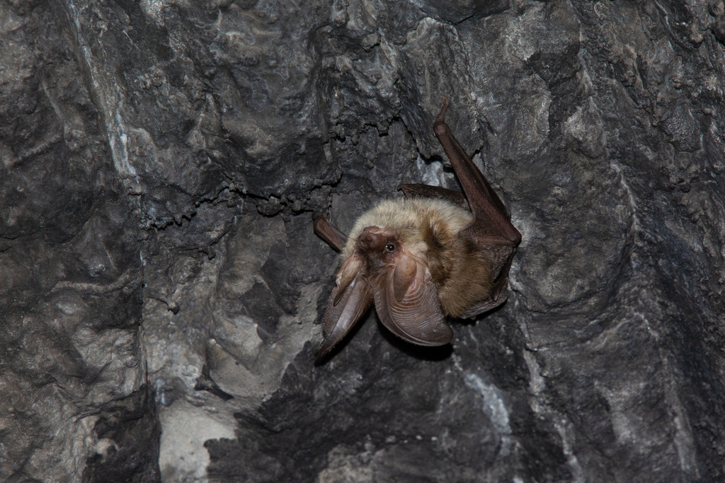 Kolombatovic's Long-Eared Bat