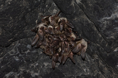 Kolombatovic's Long-Eared Bat photo 3