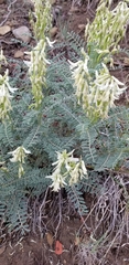 Astragalus drummondii