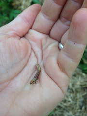 Papaipema nebris
