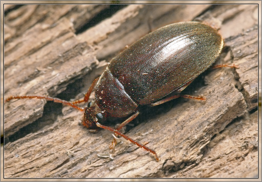Hymenalia
