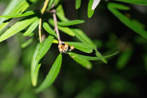 Image of Phebalium woombye by (c) Lewis, some rights reserved (CC BY-SA)