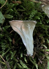 Helvella griseoalba