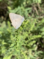 Satyrium sylvinus desertorum