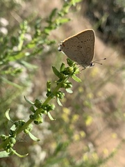 Satyrium sylvinus desertorum