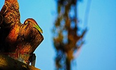 Lamprolepis smaragdina