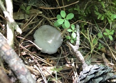 Helvella griseoalba