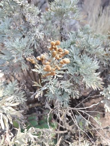 Image of Artemisia thuscula by (c) Rafael Medina, some rights reserved (CC BY)
