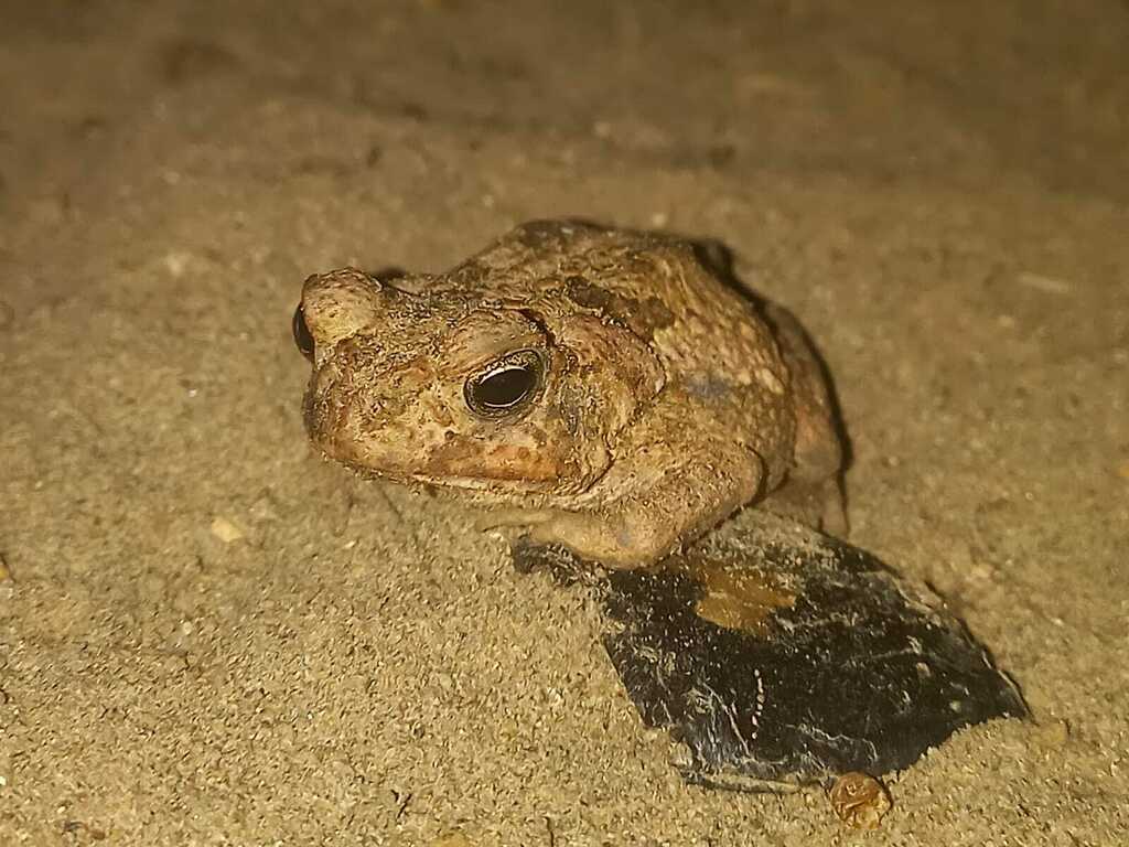 사탕수수두꺼비 from Vaca Diez, Bolivia on 2024년 08월 04일... Vos · iNaturalist 사탕수수두꺼비 (Rhinella marina)