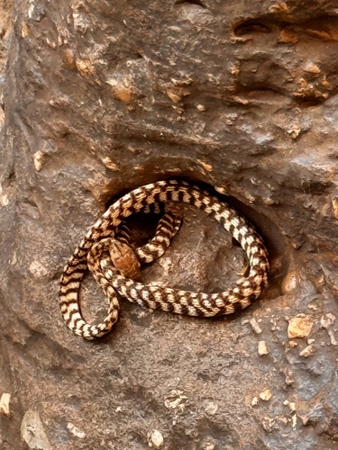 Brown Tree Snake sighting