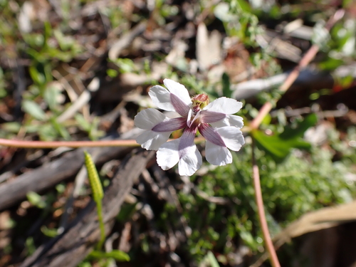 Image of Goodenia rosea by (c) Nina Kerr, some rights reserved (CC BY)