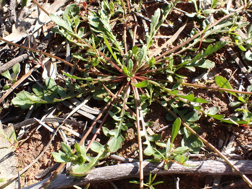 Image of Pink Velleia (Goodenia rosea) by (c) Nina Kerr, some rights reserved (CC BY)